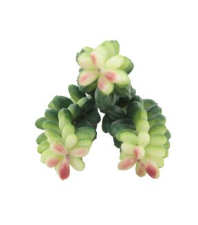 Flora Bunda 12ct Donkey Tail Artificial Succulent Plants